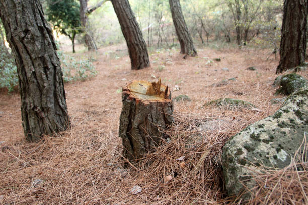 How Our Tree Care Process Works  in  Tazewell, VA