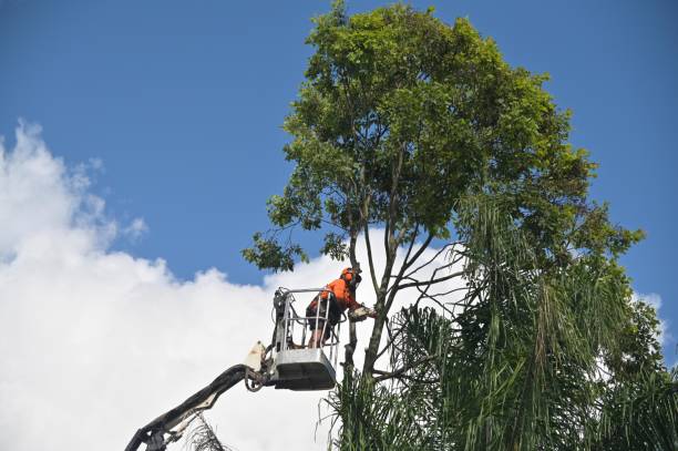 Seasonal Cleanup (Spring/Fall) in Tazewell, VA